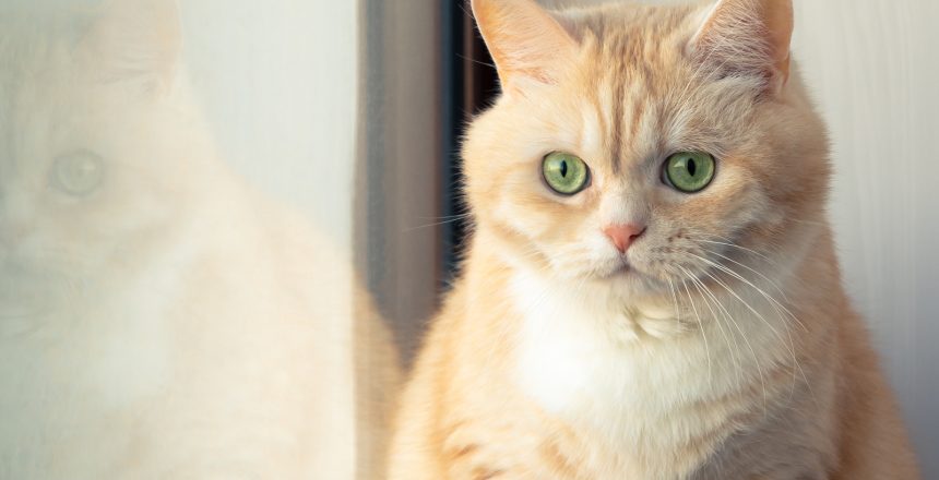 27840058_beautiful-sad-creamy-tabby-cat-sitting-near-the-window