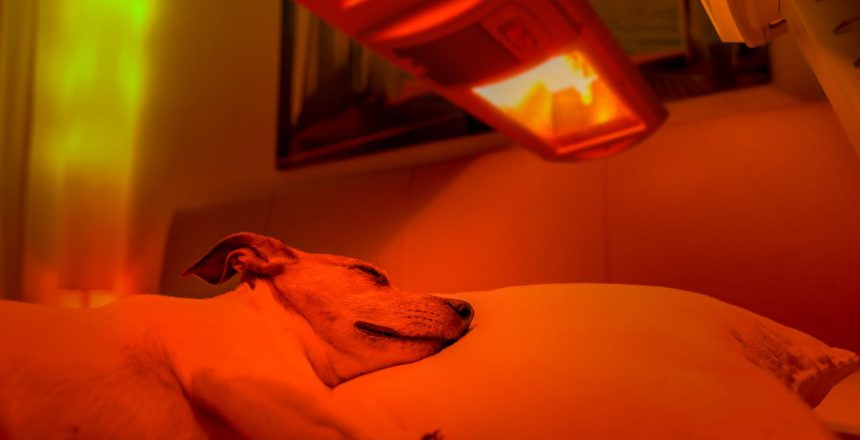 resting jack russell dog under tanning bed and red light therapy treatment , healing and recovering from pain ( low light picture )